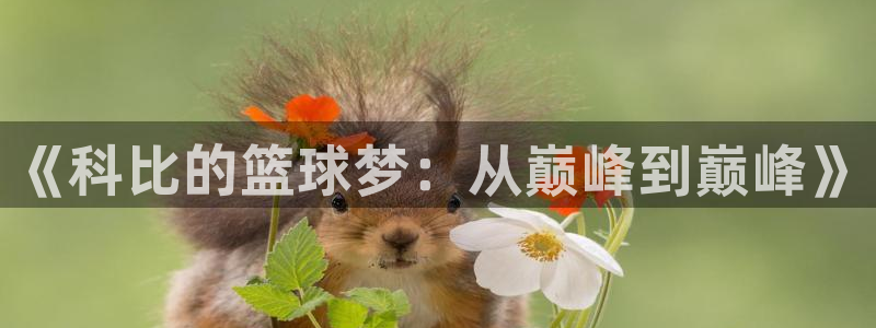 2026年世界杯对阵图:《科比的篮球梦:从巅峰到巅峰》